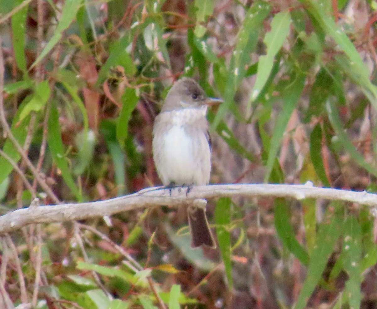 Olive-sided Flycatcher - ML656965950
