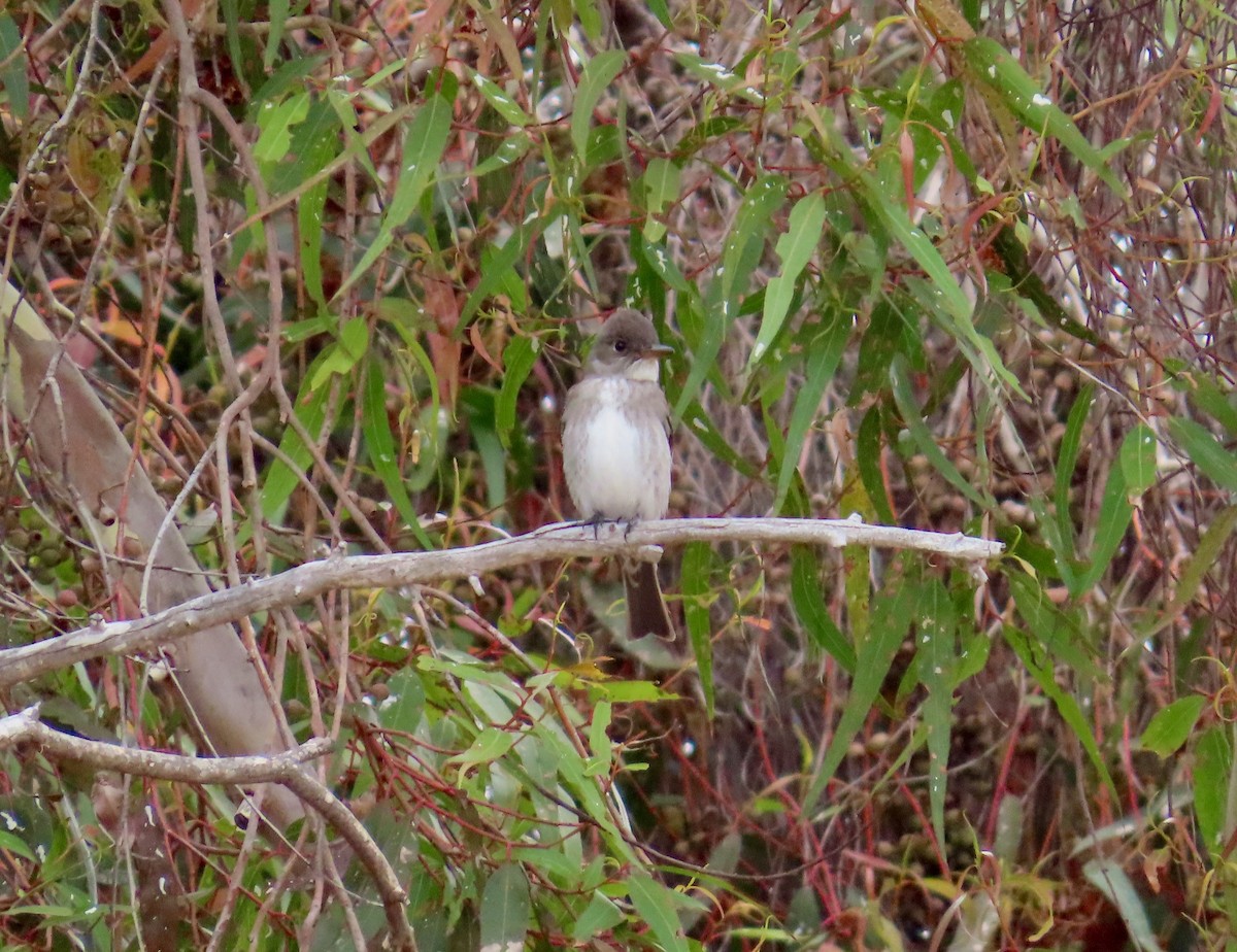 Olive-sided Flycatcher - ML656965951