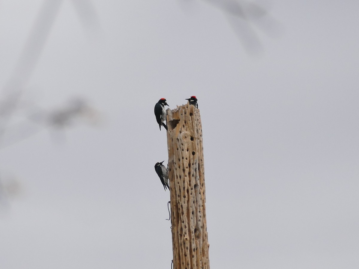 Acorn Woodpecker (Acorn) - ML656965955