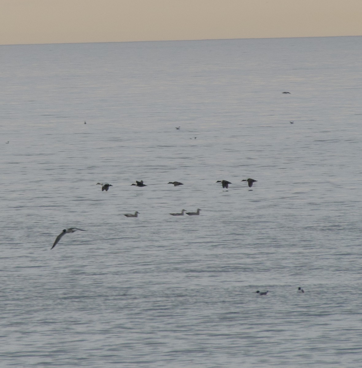 Common Eider - ML656965958