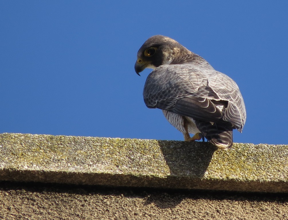 Peregrine Falcon (African) - Shane Sumasgutner