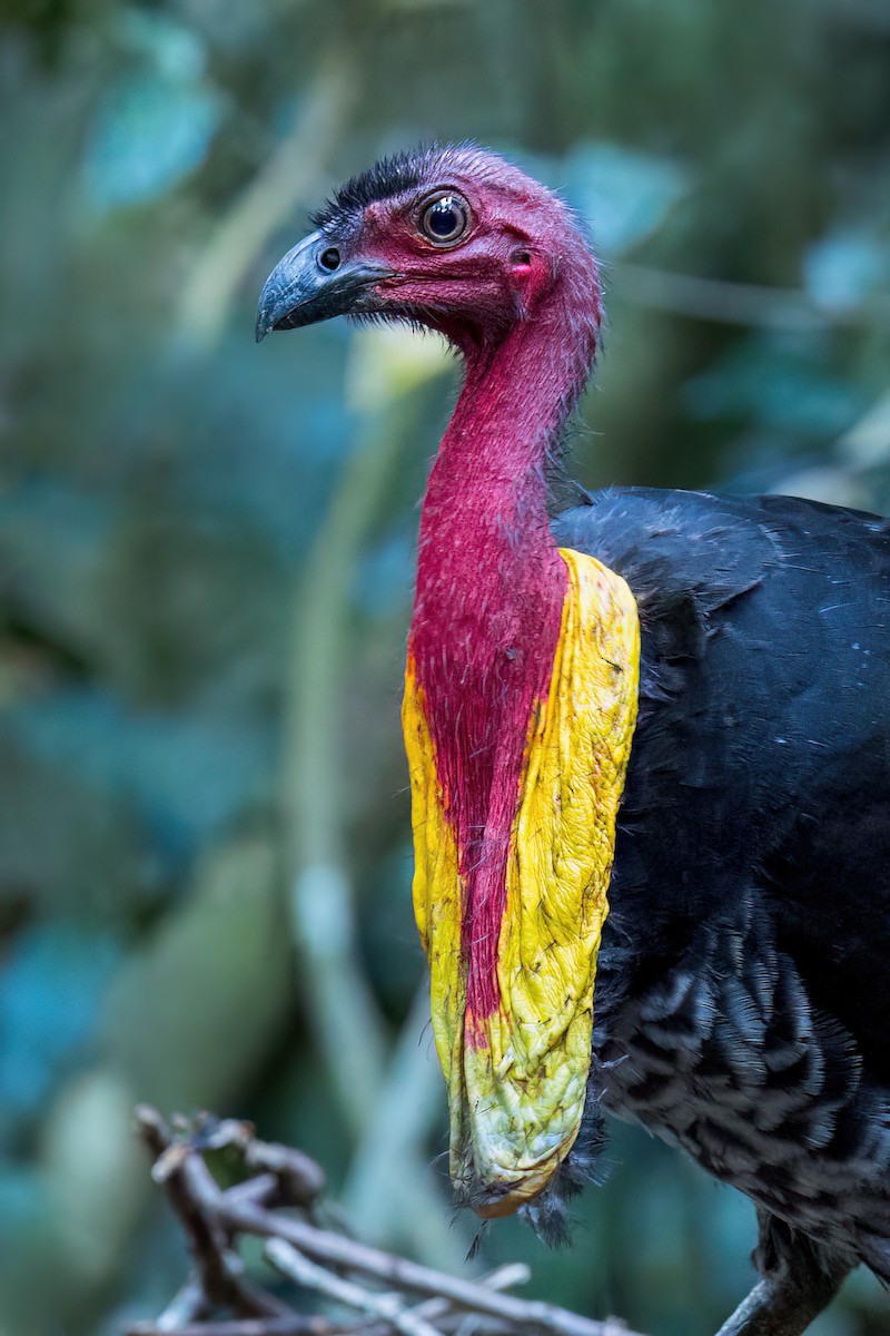 Australian Brushturkey - ML656967830