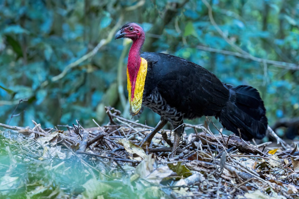 Australian Brushturkey - ML656967847