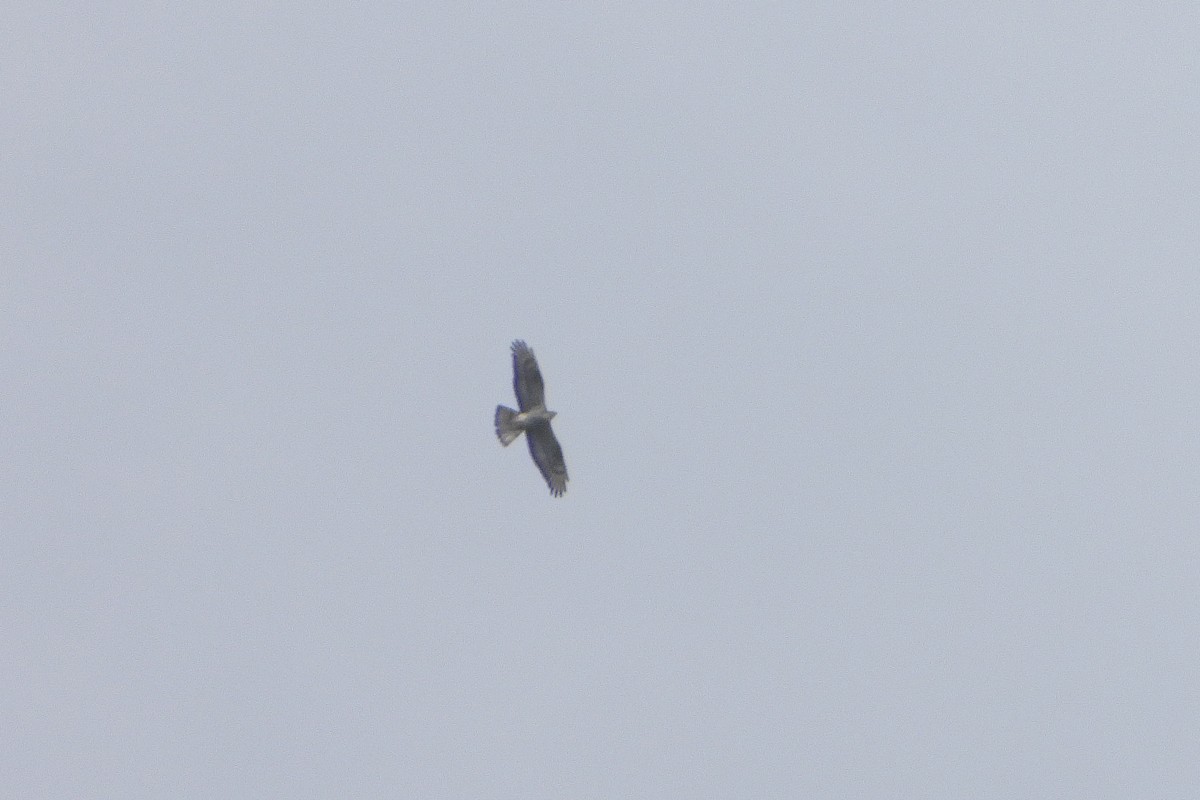 European Honey-buzzard - ML656968065