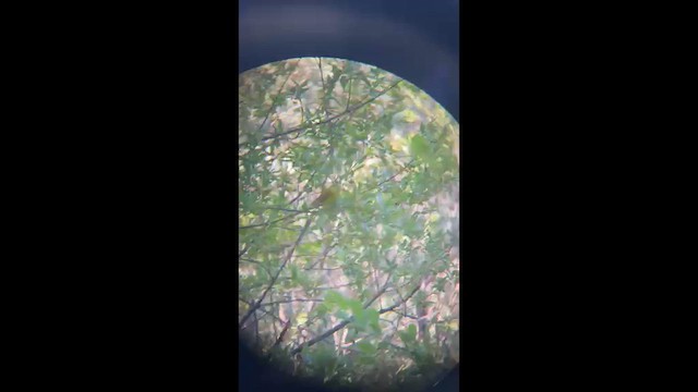 ウィルソンアメリカムシクイ - ML656968746