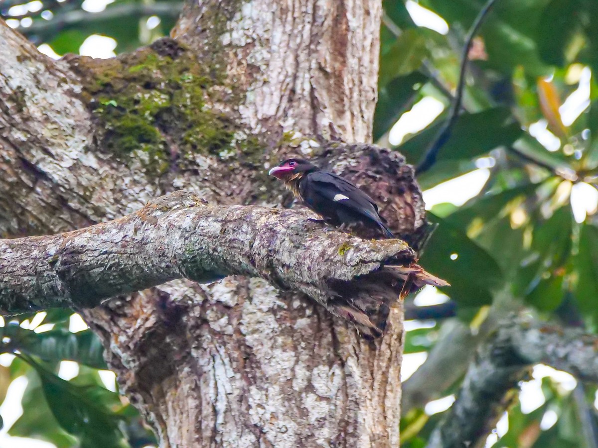 Dusky Broadbill - ML656968811