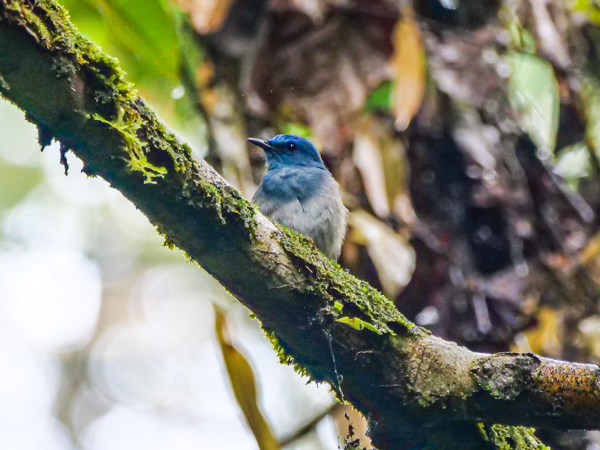 Pale Blue Flycatcher - ML656968831