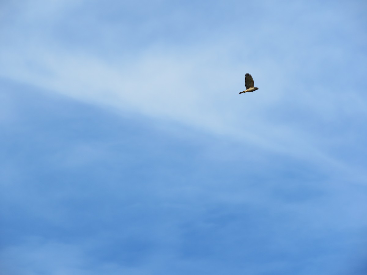 Wegebussard - ML656968851