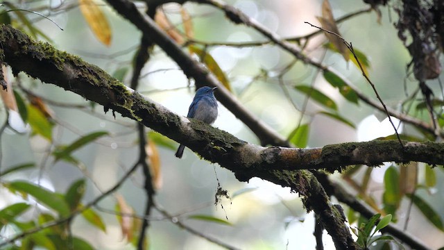 Pale Blue Flycatcher - ML656968862
