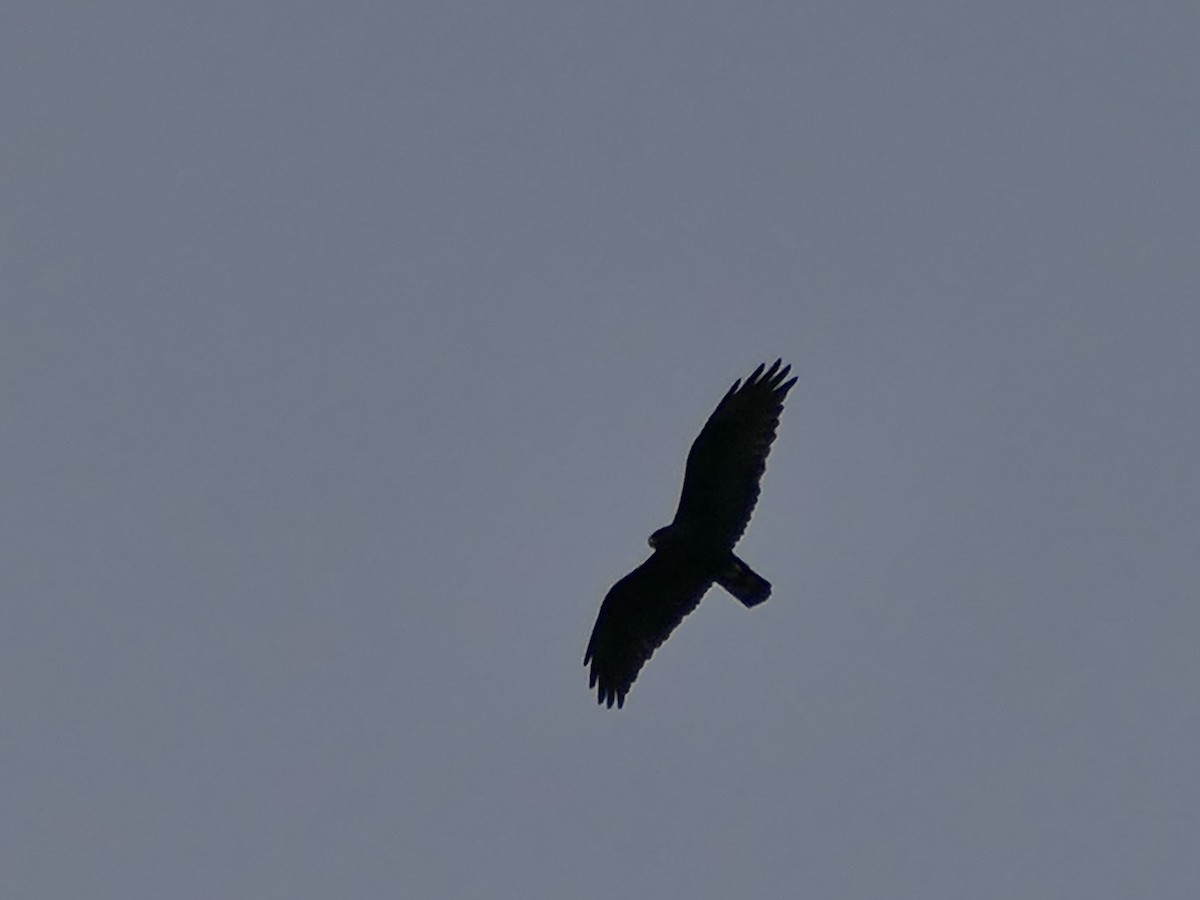 Rußbussard - ML656968872