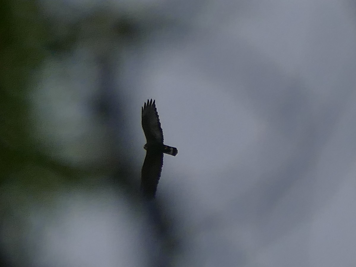 Rußbussard - ML656968875
