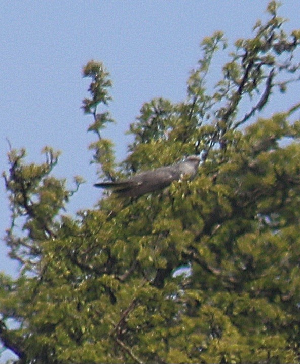 Kuckuck - ML656968891