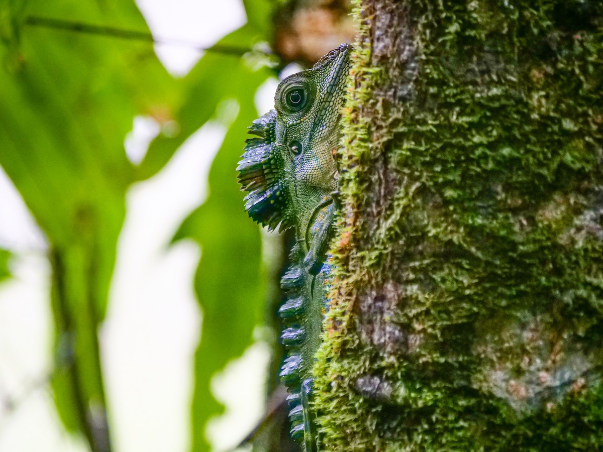 Malayan Crested Lizard - ML656968935