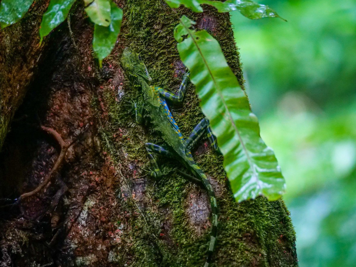 Malayan Crested Lizard - ML656968936