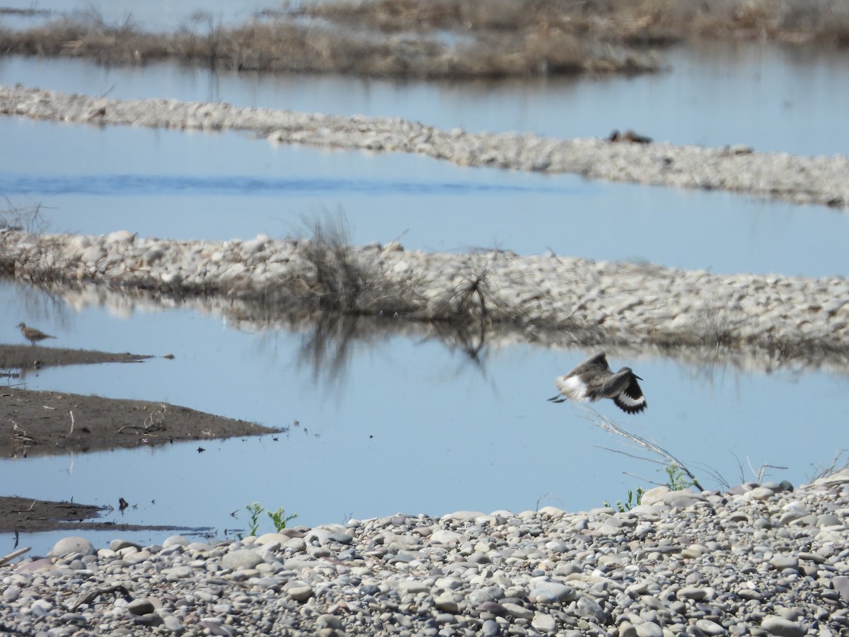Willet - ML656969000