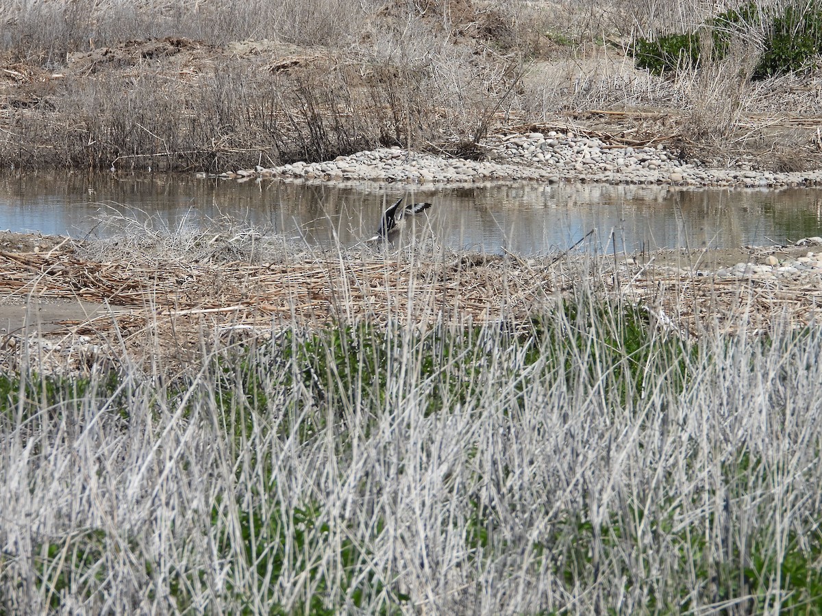 Willet - ML656969001