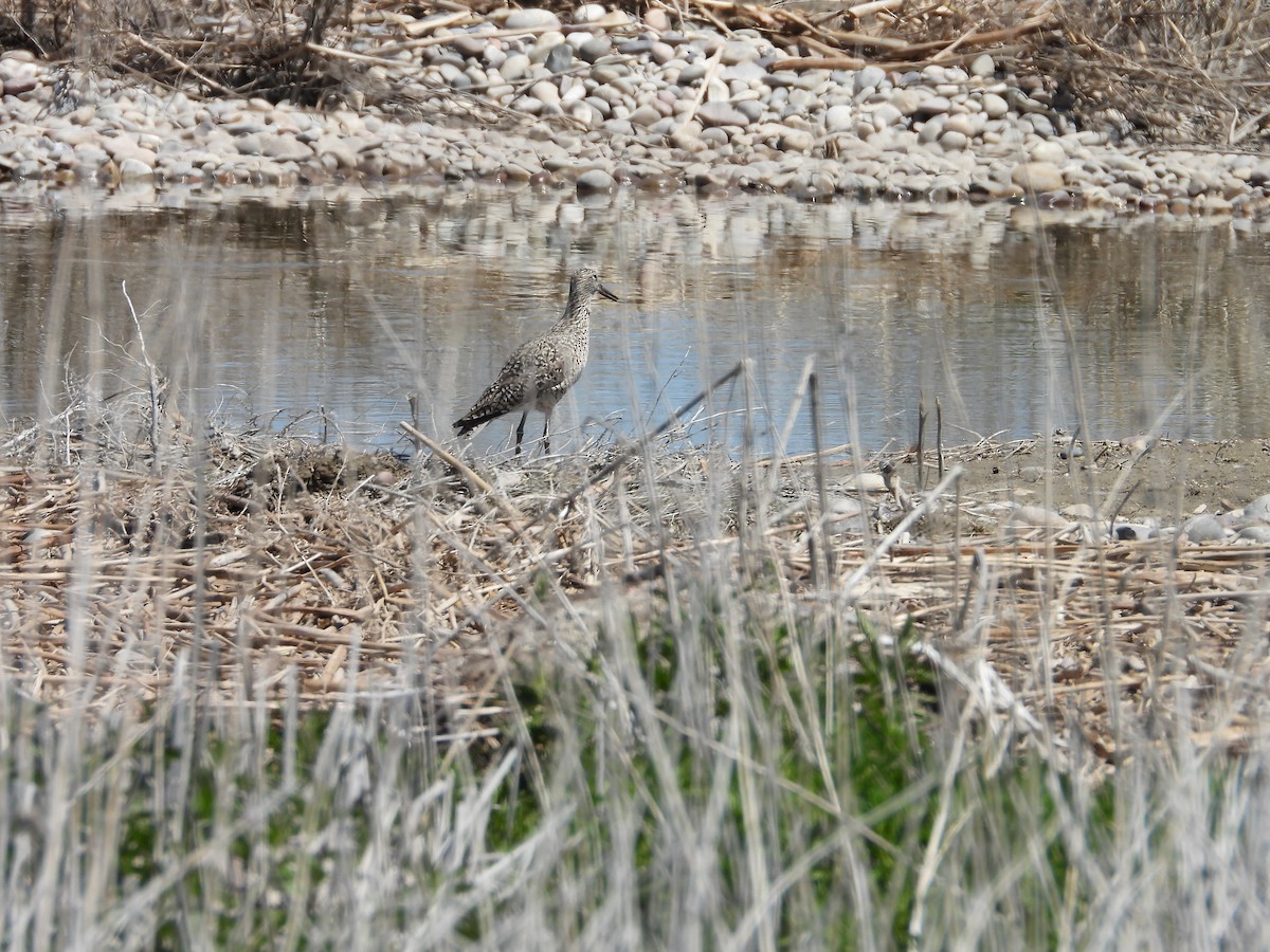 Willet - ML656969002