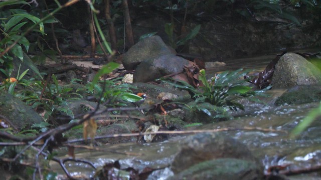Chestnut-naped Forktail - ML656969153
