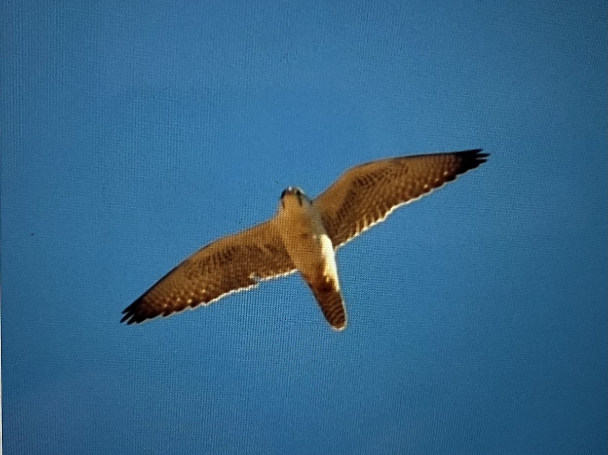 Lanner Falcon - ML656969467