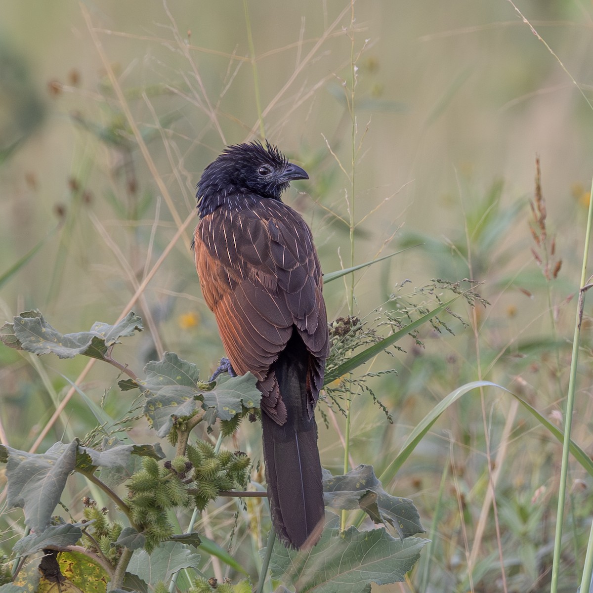 Black Coucal - ML656969512