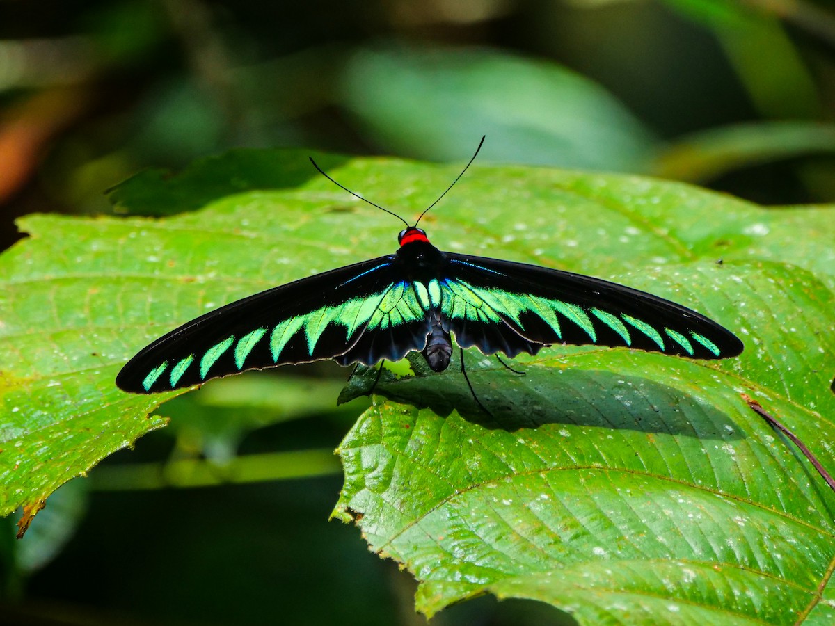 Rajah Brooke's Birdwing - ML656969602