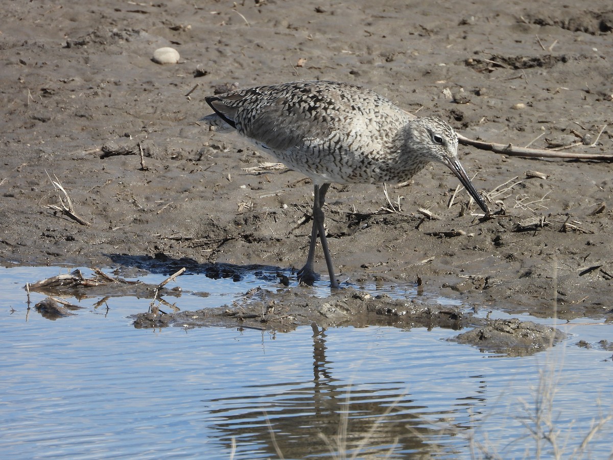 Willet - ML656969670