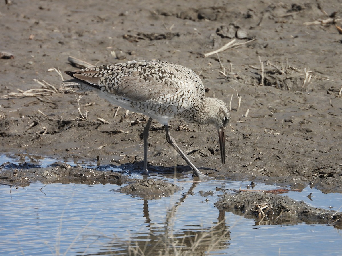 Willet - ML656969671