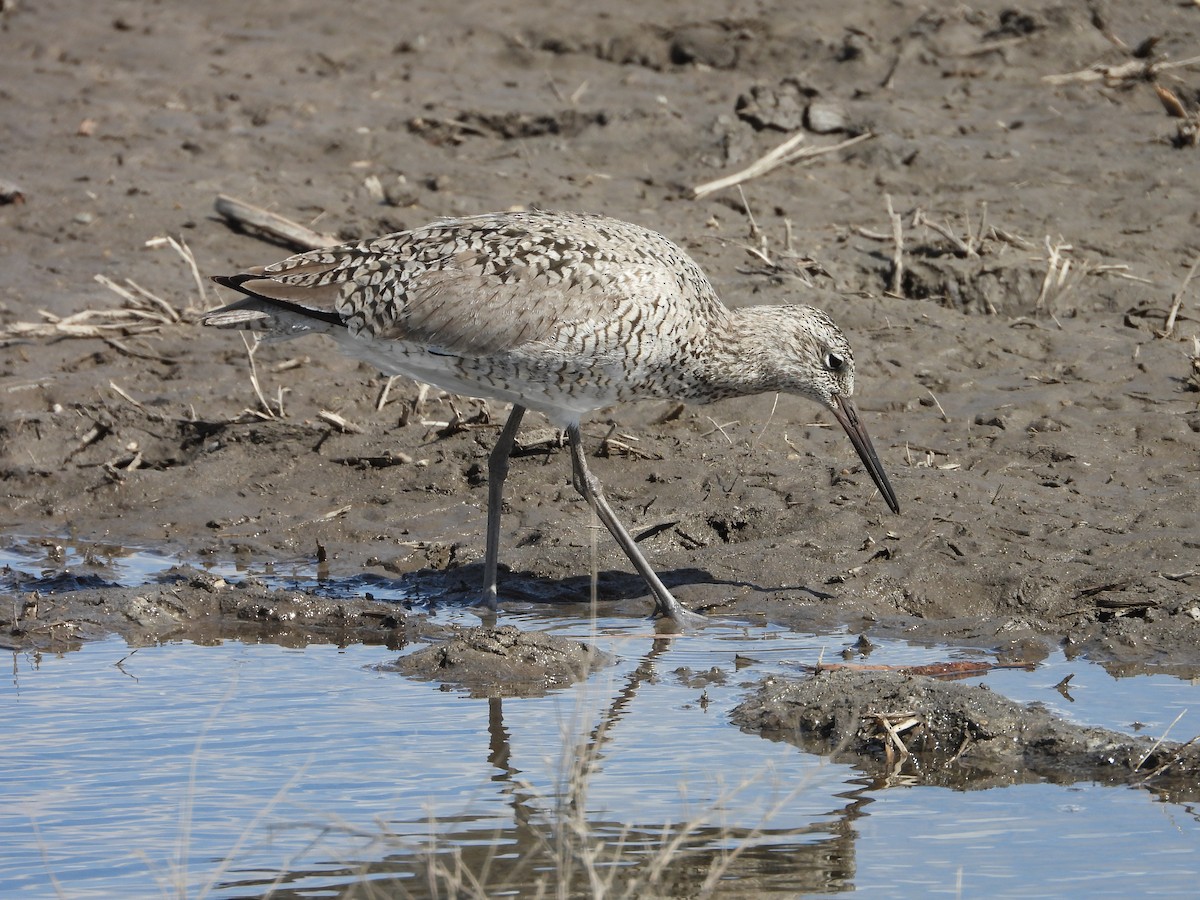 Willet - ML656969672