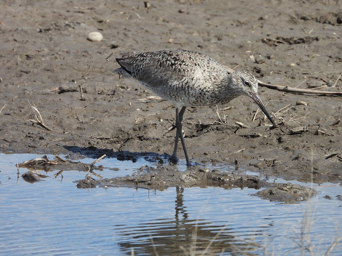 Willet - ML656969673