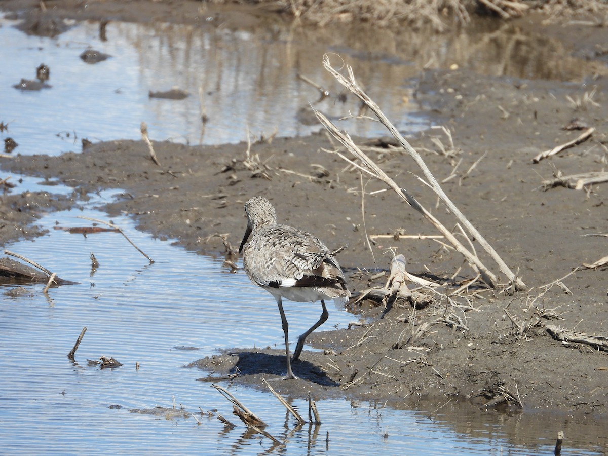 Willet - ML656969697