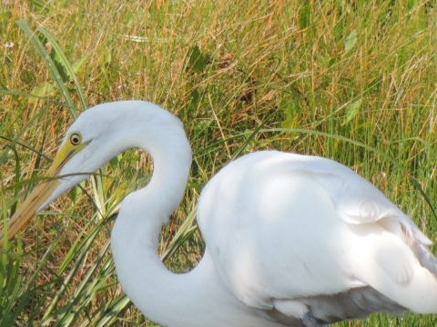 Great Egret - Tony Heindel