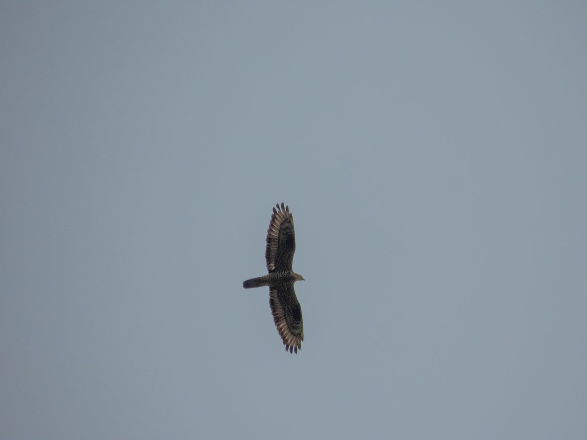 European Honey-buzzard - ML656970597