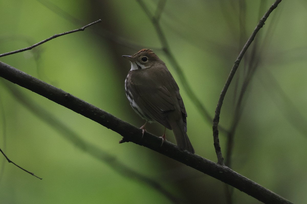 Ovenbird - ML656972500