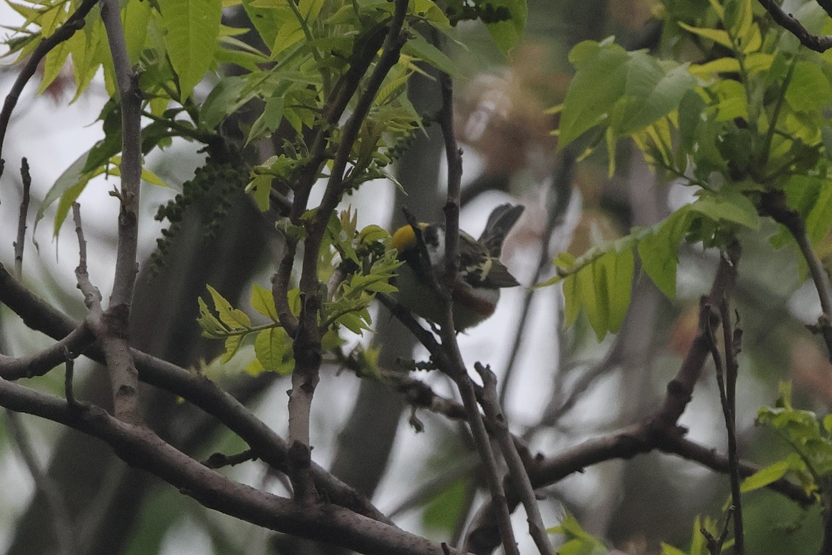 Chestnut-sided Warbler - ML656972555