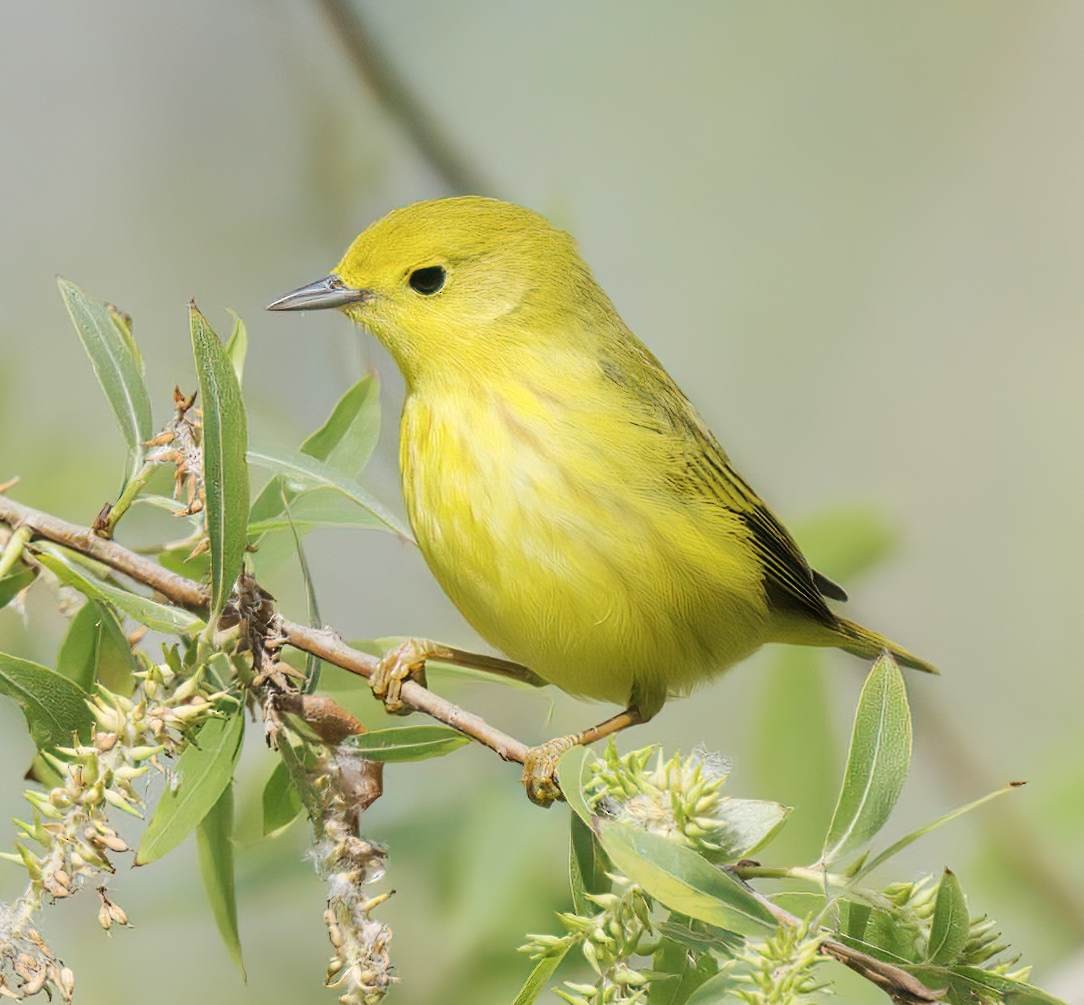 Northern Yellow Warbler - ML656972639