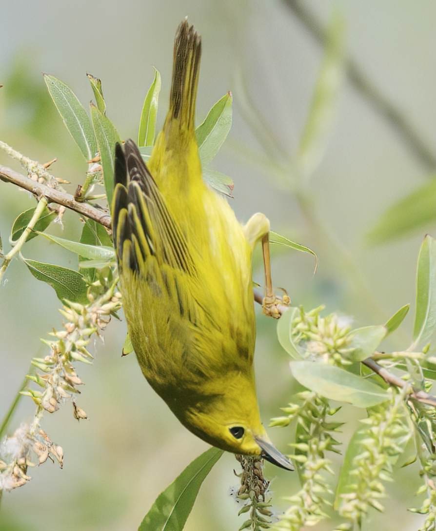 Northern Yellow Warbler - ML656972654