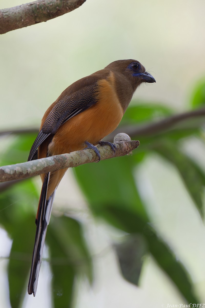 trogon indický - ML656972703