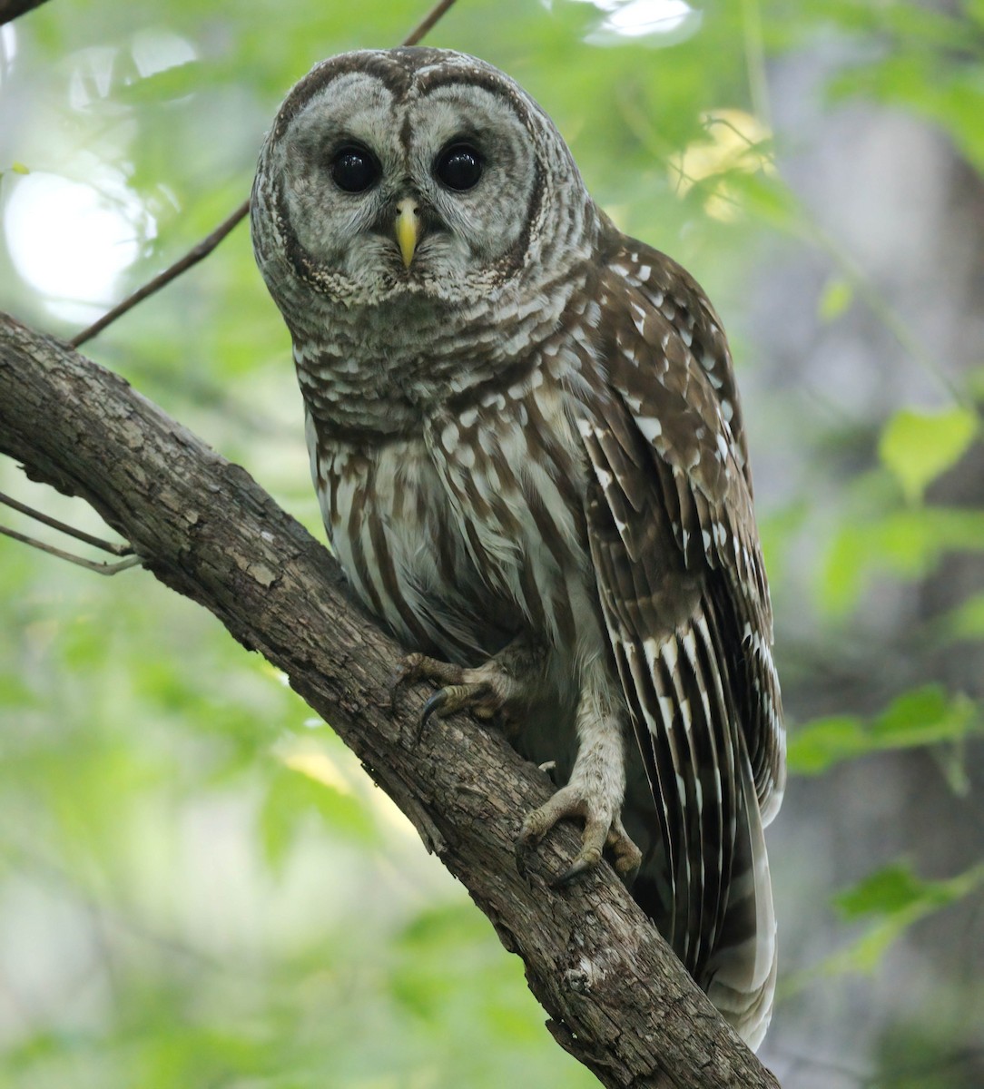 Barred Owl - ML656973509