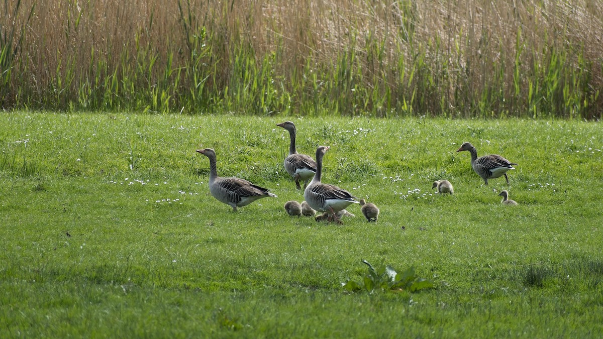 Graylag Goose - ML656974273