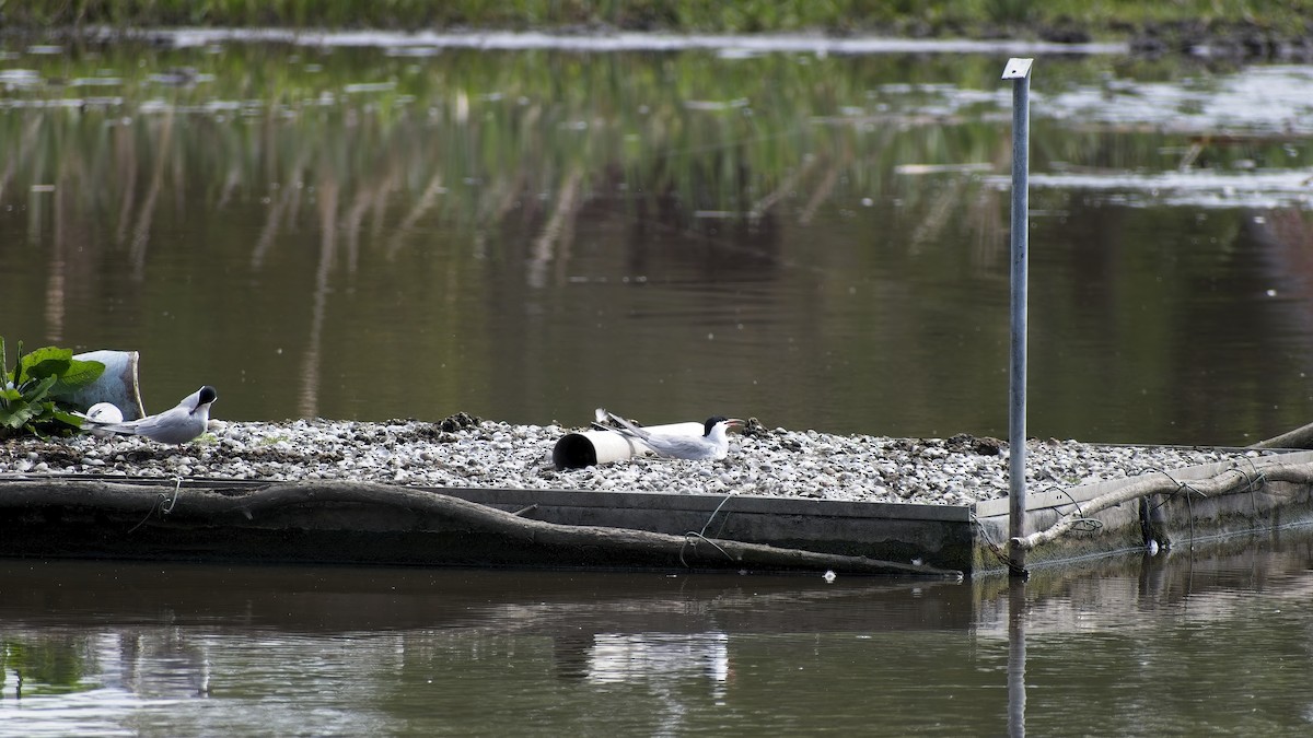 Common Tern - ML656974306