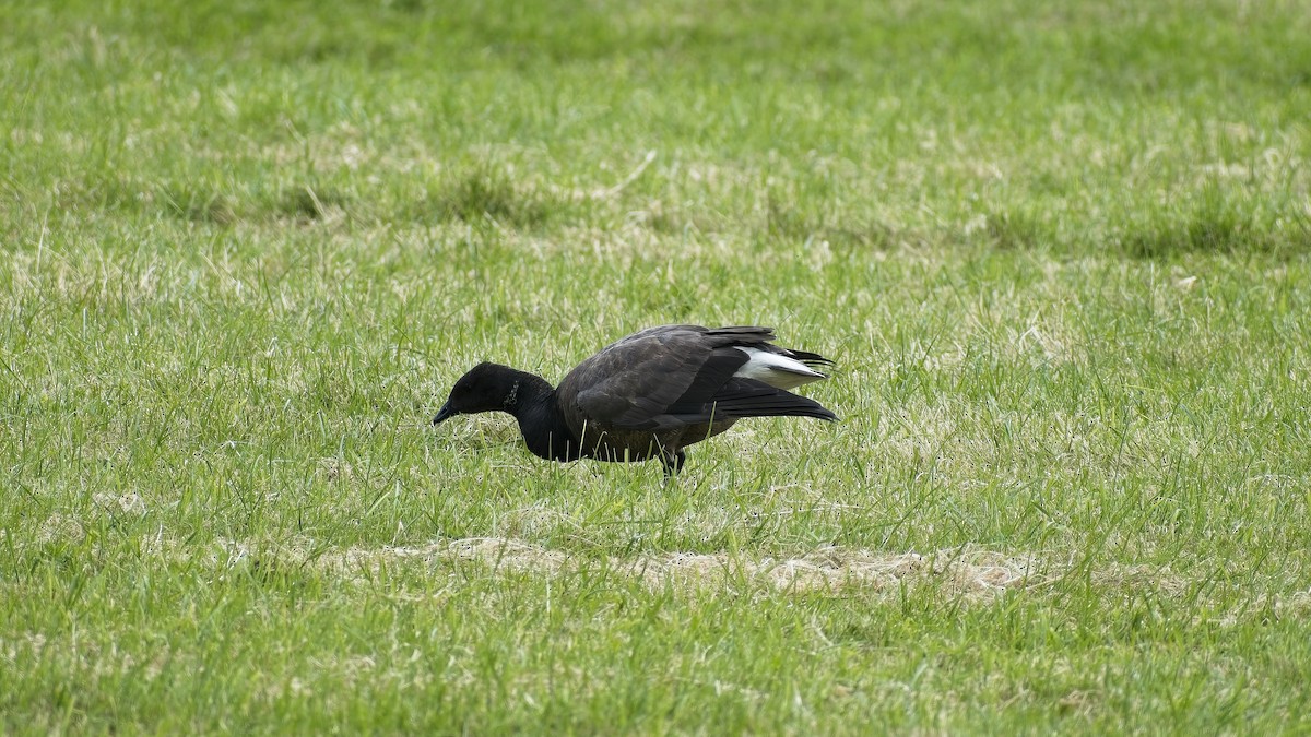 Brant (Dark-bellied) - ML656974426