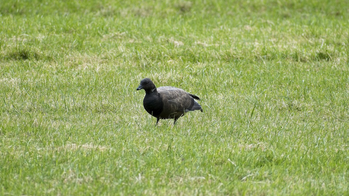 Brant (Dark-bellied) - ML656974429