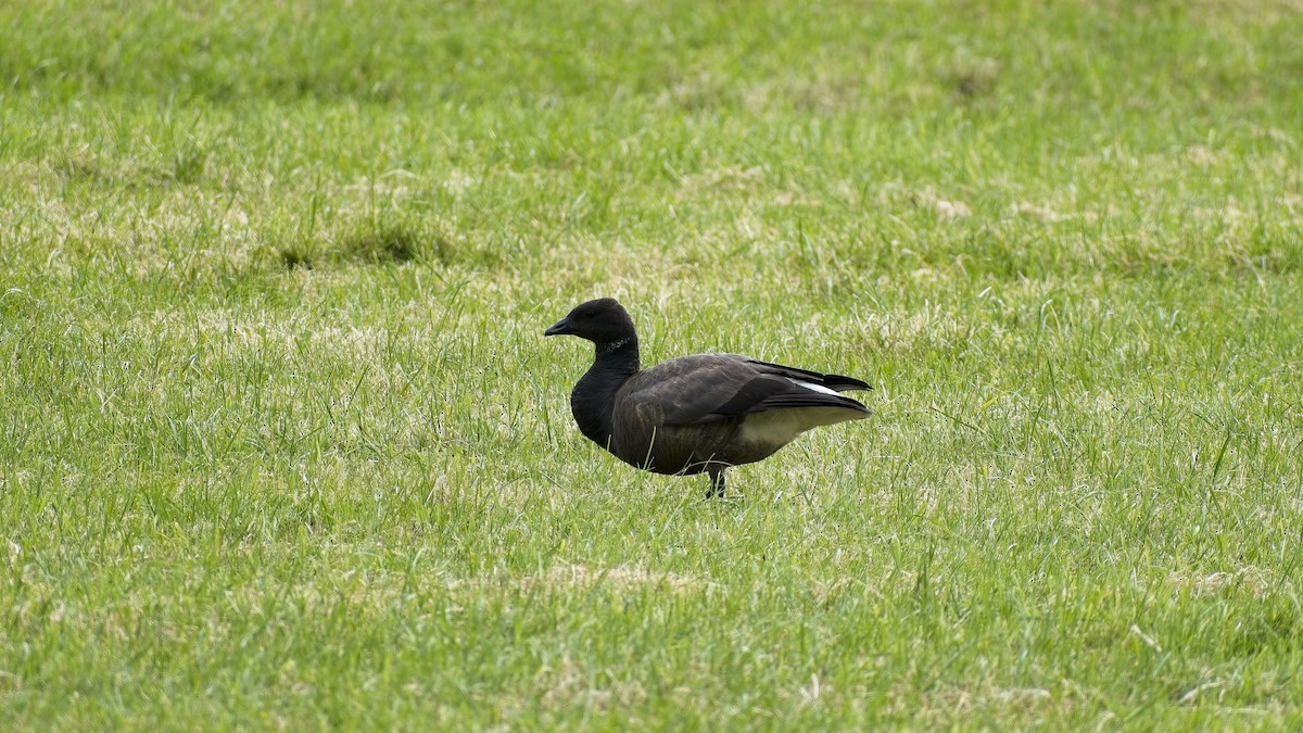 Brant (Dark-bellied) - ML656974430