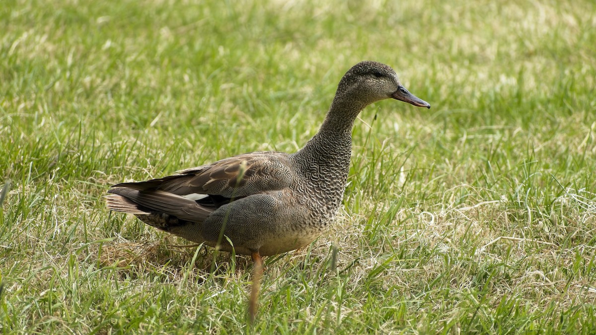 Gadwall - ML656974445