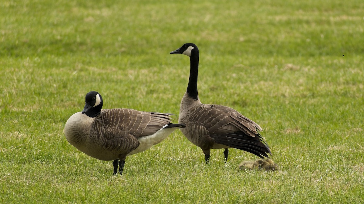 Canada Goose - ML656974464