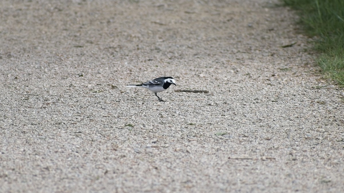 White Wagtail - ML656974527
