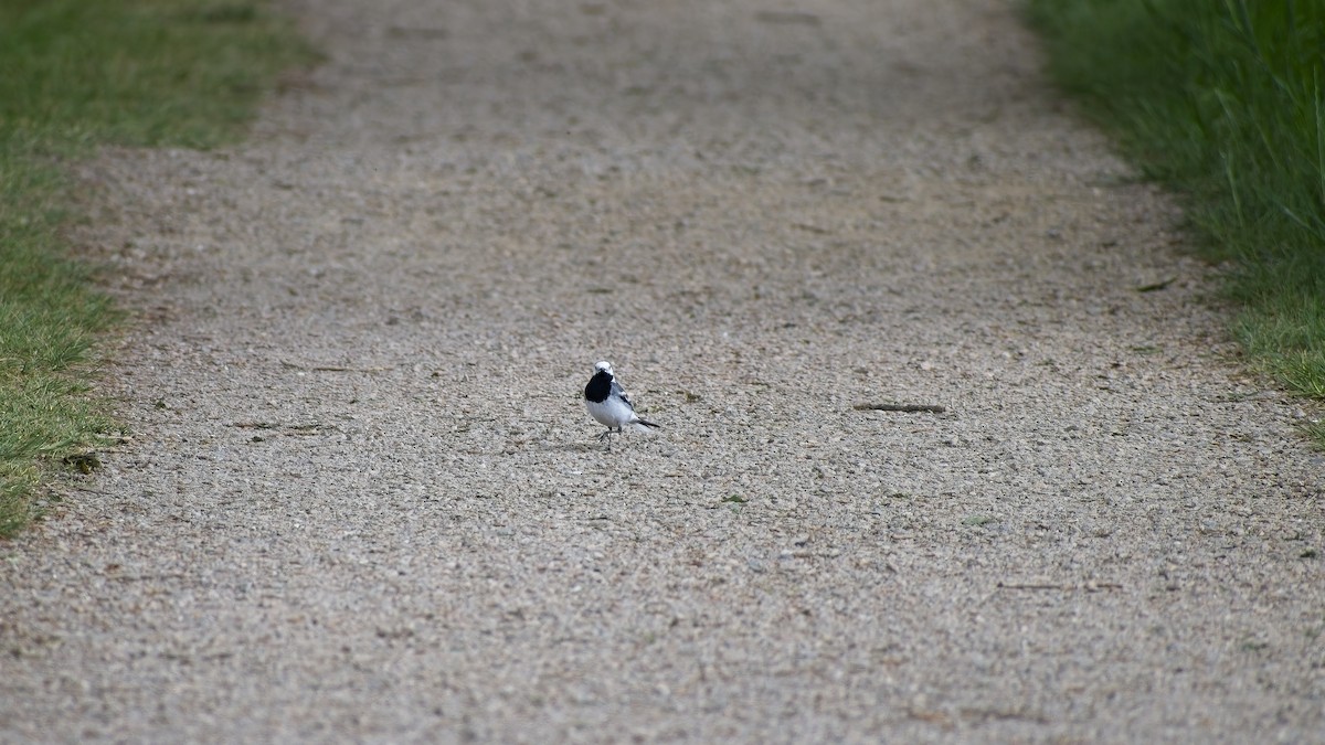 White Wagtail - ML656974528