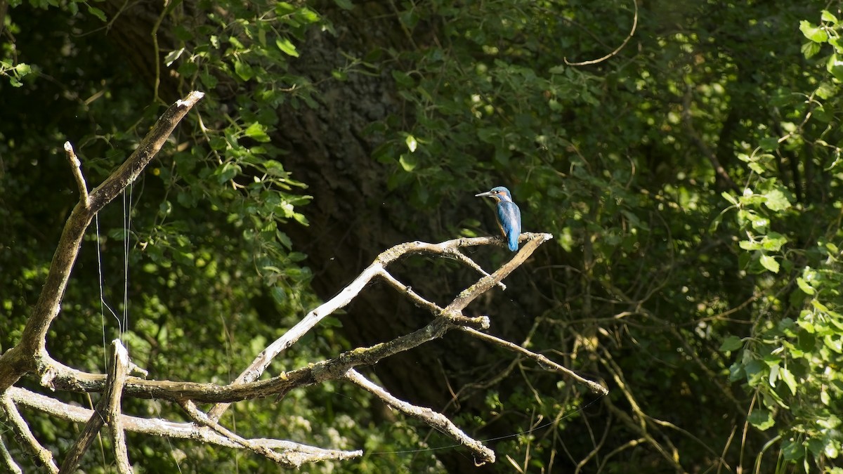 Common Kingfisher - ML656974597