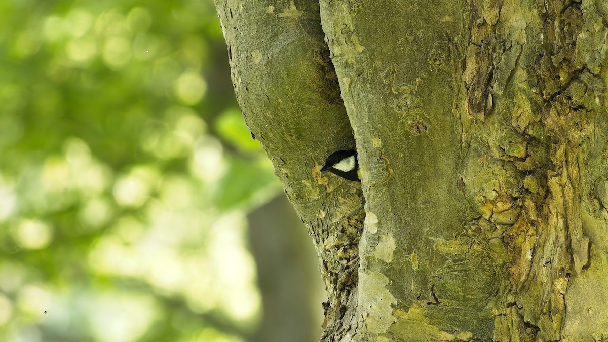 Great Tit - ML656974640