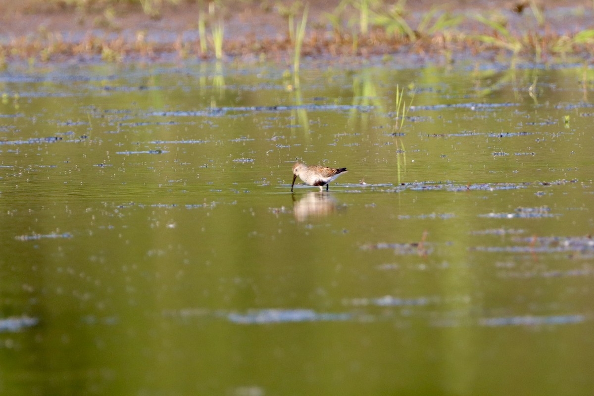 Dunlin - ML656974723